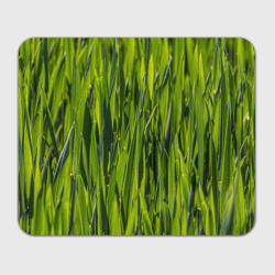 Прямоугольный коврик для мышки Ландшафт зелень