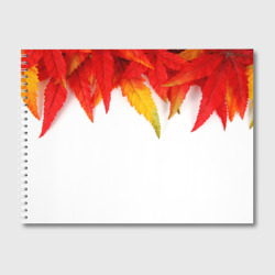 Альбом для рисования Maple leaves stile