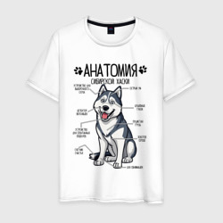 Сибирский Хаски анатомия, строение собаки – Мужская футболка хлопок с принтом купить со скидкой в -20%