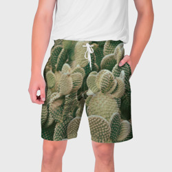 Мужские шорты 3D Поле кактусов