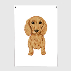 Постер Такса рыжая собака