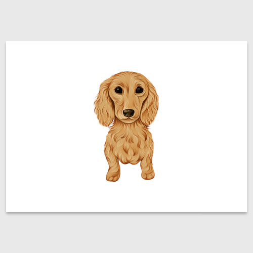 Поздравительная открытка Такса рыжая собака, цвет белый