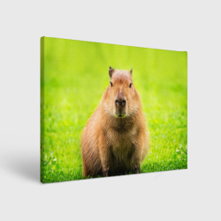 Холст прямоугольный Capybara on green grass 