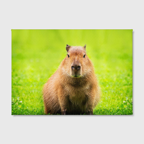 Холст прямоугольный Capybara on green grass , цвет 3D печать - фото 2