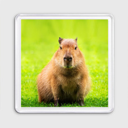 Магнит 55*55 Capybara on green grass 