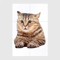 Магнитный плакат 2Х3 Удивленный полосатый кот