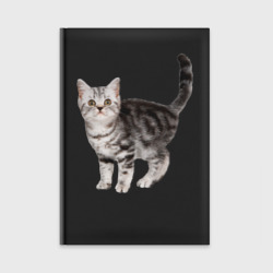 Серый полосатый котенок – Ежедневник с принтом купить