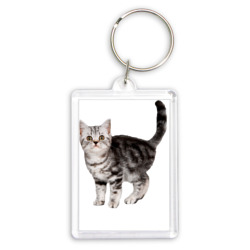 Серый полосатый котенок – Брелок прямоугольный 35*50 с принтом купить