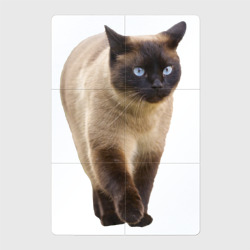 Сиамская кошка – Магнитный плакат 2Х3 с принтом купить