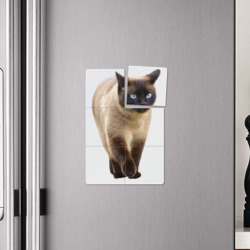 Плакат с принтом Сиамская кошка для любого человека, вид спереди №4. Цвет основы: белый