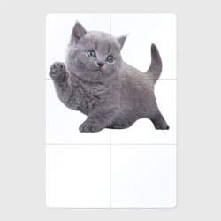Серый британский котик – Магнитный плакат 2Х3 с принтом купить