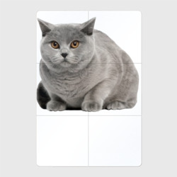 Серый кот британский  – Магнитный плакат 2Х3 с принтом купить