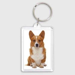 Брелок прямоугольный 35*50 Взрослая корги